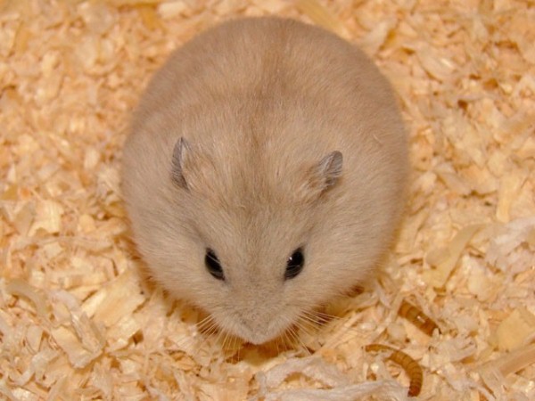 những hình ảnh chuột hamster dễ thương